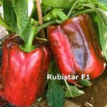 πιπεριά κόκκινη γεμιστή υβρίδιο rubistar f1 σπόρος piperia kokkini sporos pepper seed