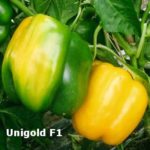 Πιπεριά unigold f1