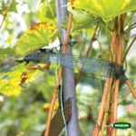 Δετική Ταινία Διχτυωτή GRASHER 30cm x 50m