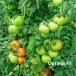Tomato-Optima-F1