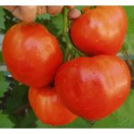 σπόροι ντομάτας amati f1 1000 σπόροι