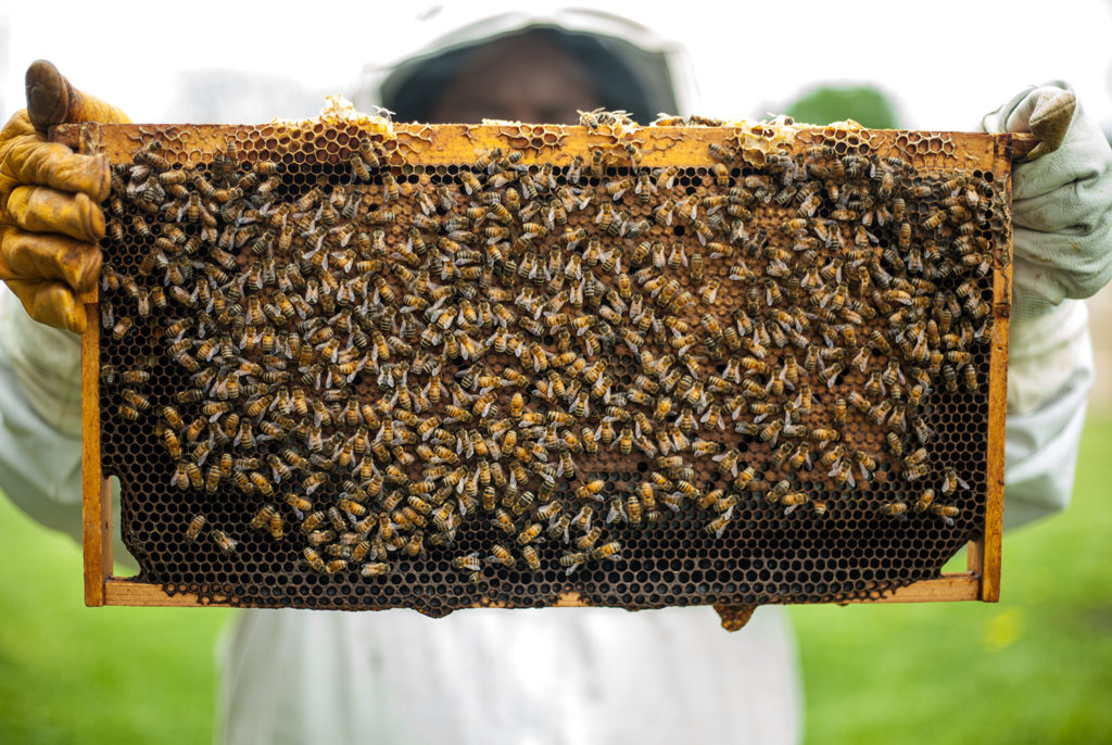 Μελισσοκομικά