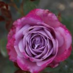 Τριανταφυλλιά μπλε ποταμος φυτό αγορά rose triantafyllia blue river fyto agora avramis