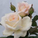 τριανταφυλλιά ΟΝΕΙΡΟ ΑΓΑΠΗΣ – REVE D’AMOUR φυτό αγορά trintafyllia fyto agora avramis roses