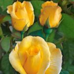κίτρινη τριανταφυλλιά σε γλάστρα Αρλέν Φρανσίς