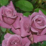 μωβ τριανταφυλλιά la rosa blu αβραμης