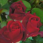 κόκκινη τριανταφυλλιά αγορά online αρωμα της νυχτας
