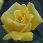 κίτρινη τριανταφυλλιά σε γλάστρα Αρλέν Φρανσίς