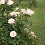 τριανταφυλλιά ΟΝΕΙΡΟ ΑΓΑΠΗΣ – REVE D’AMOUR φυτό αγορά trintafyllia fyto agora avramis roses