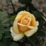 Βαλένθια Balencia (Koreklia) τριανταφυλλιά σε γλάστρα 2lt Avramis roses
