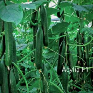 acylia f1 αγγούρι