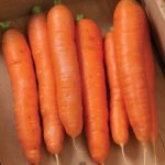 καρότο bolero f1 500000 σπόροι
