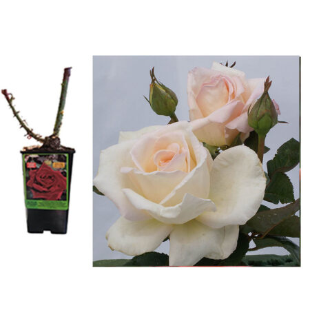 τριανταφυλλιά ΟΝΕΙΡΟ ΑΓΑΠΗΣ - REVE D'AMOUR φυτό αγορά trintafyllia fyto agora avramis roses