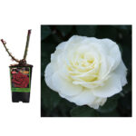 τριανταφυλλιά σε γλάστρα tina avramis roses