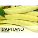 Φασόλι κίτρινο καθιστό σπόρος capitano fasoli kitrino sporos