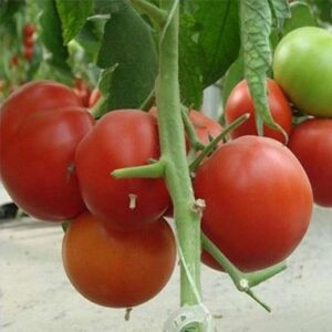σπόροι ντομάτας για φύτεμα amati f1