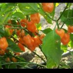 Habanero Arancio σπόροι καυτερής πιπεριάς