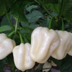 habanero bianco σπόροι καυτερής πιπεριάς