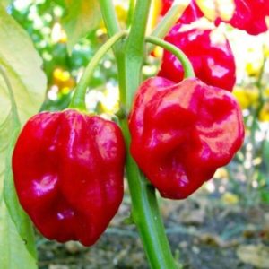 habanero rosso καυτερη πιπεριά σπόρος