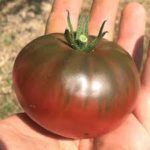 μαύρη ντομάτα κριμαίας σπόροι