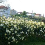 Κίτρινη αναρριχώμενη τριανταφυλλιά Golden Showers