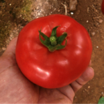 ντομάτα bella alma f1 σπόρος ντομάτα άλμα