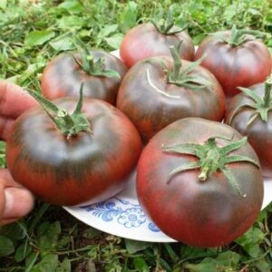 σπόρος μαύρη ντομάτα κριμαίας