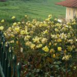 Κίτρινη αναρριχώμενη τριανταφυλλιά Golden Showers