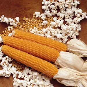 καλαμπόκι για pop corn σπόροι