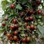 ντοματίνι μαύρο σπόρος black cherry