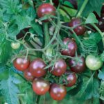 tomato_seeds_black_cherry