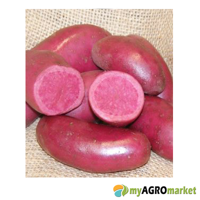 Πατάτα ροζ βολιβίας