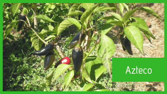 Azteco pepper κατυτερη πιπερια τσιλι σπορος