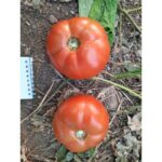 ντομάτα nectar f1 επαγγελματικοί σπόροι ντομάτας