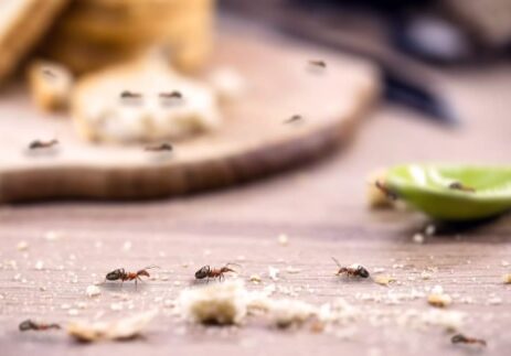 Μυρμήγκια στο σπίτι καταπολέμηση