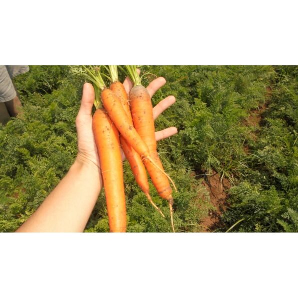 καρότο σπόροι speedo f1 vilmorin