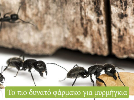 το πιο δυνατό φάρμακο για μυρμήγκια