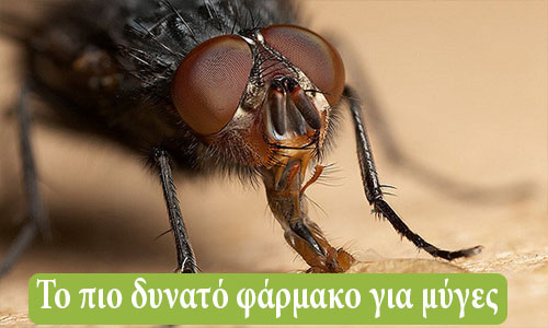 δυνατό φάρμακο για μύγες