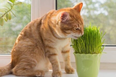 χόρτο για γάτες σπόροι