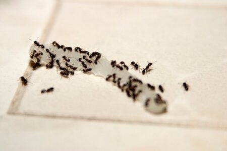 τζελ για μυρμήγκια