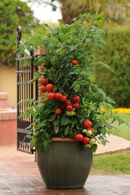 καλλιέργεια ντομάτας σε γλάστρες