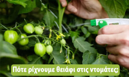 Καλλιεργείστε στον κήπο σας σπανάκι εύκολα και απλά !