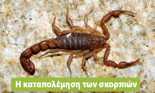 σκορπιός στο σπίτι αντιμετώπιση