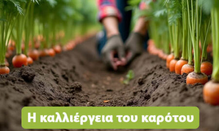 καλλιέργεια καρότου