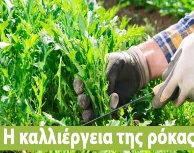 Ρόκα καλλιέργεια: όλα όσα πρέπει να ξέρεις!