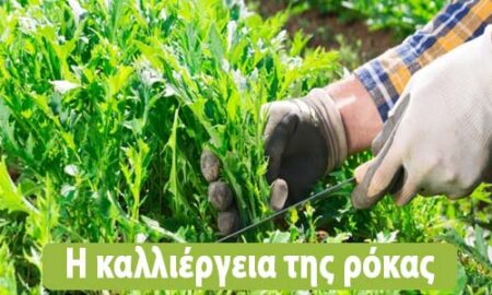 ρόκα καλλιέργεια