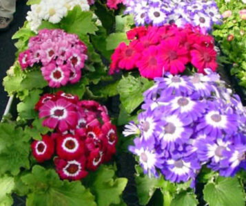 cineraria grandiflora φυτό