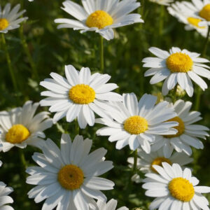 Chrysanthemum leucant μαργαρίτα φυτό