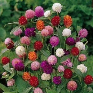 Gomphrena globosa γομφρένα φυτό