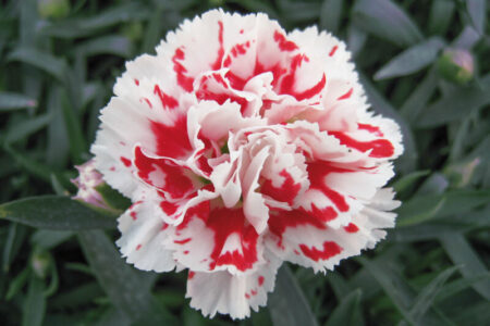 dianthus-caryophyllus-supertrouper-red-white